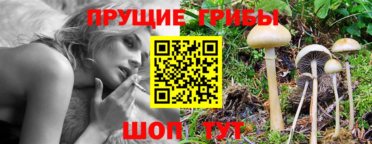 Псилоцибиновые грибы прущие грибы  Вход с VPN  Добрянка  Псилоцибиновые грибы Cubensis 
